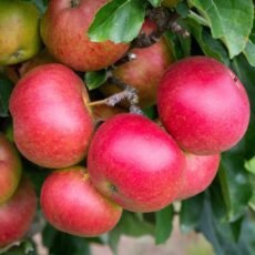 5038838000287 1 Apple Malus Fiesta Bush Mm106 12L.jpg